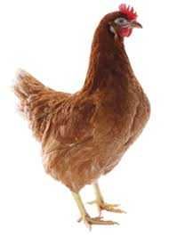 інкубації курей Ломан Браун.