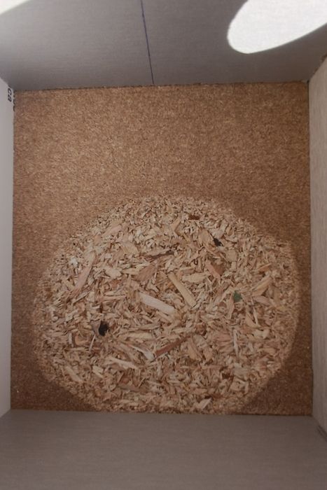 NOVO - Ninho para aves de pequeno porte