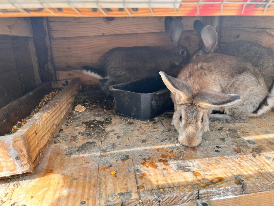 Продам кролів різних порід та різного віку.