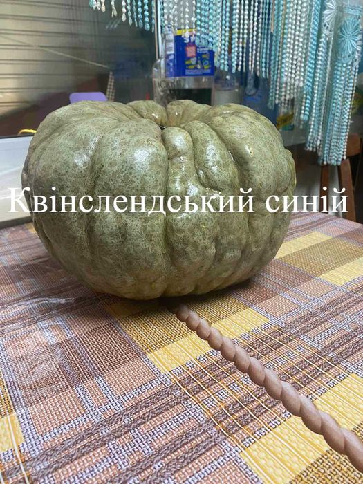 Насіння солодких гарбузів