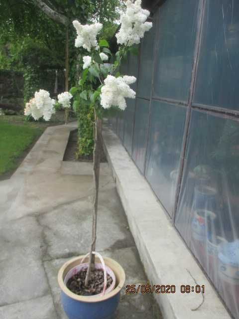 bez , lilak, drzewko , krzew