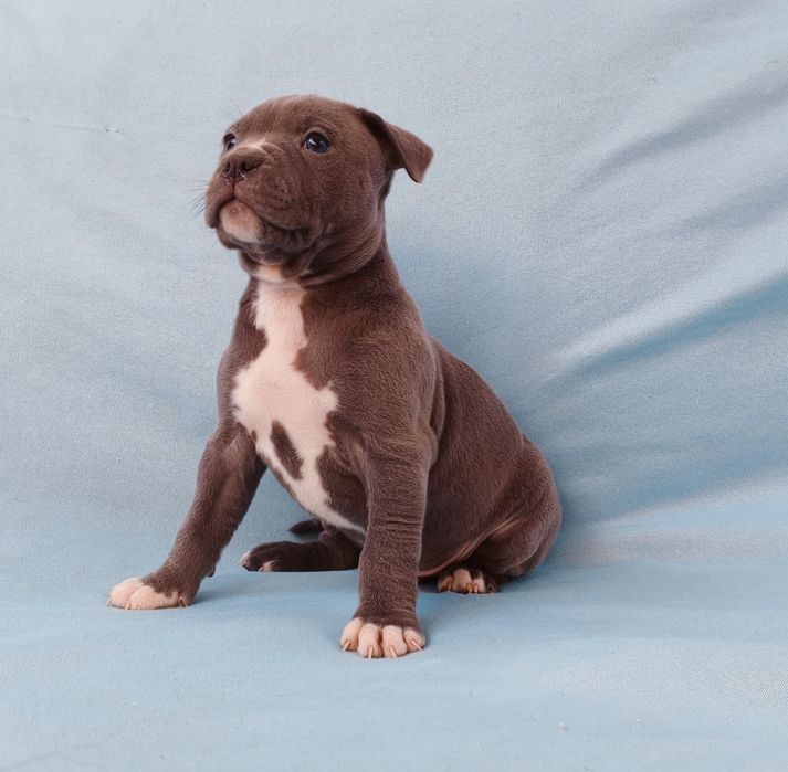 American pitbull blue nose