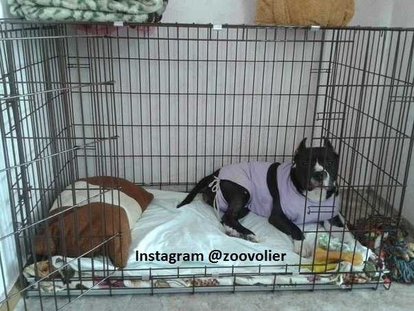 Клітка переноска S, M, L, XL, XXL клетка для собак щенка кошек птиц