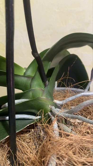 Орхідея Сурф Сонг (Surf Song)