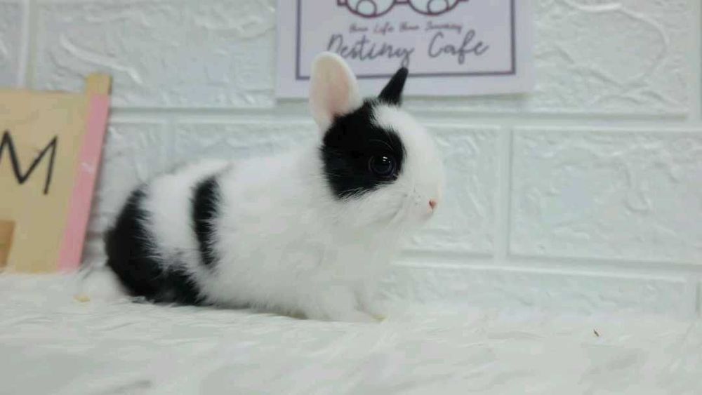 KIT Coelhos anões , grande variedade de cores e raças