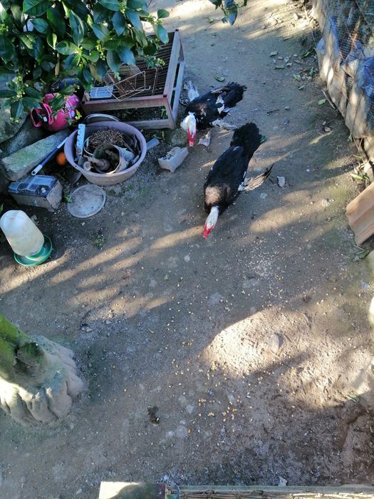 Casal de patos mudos