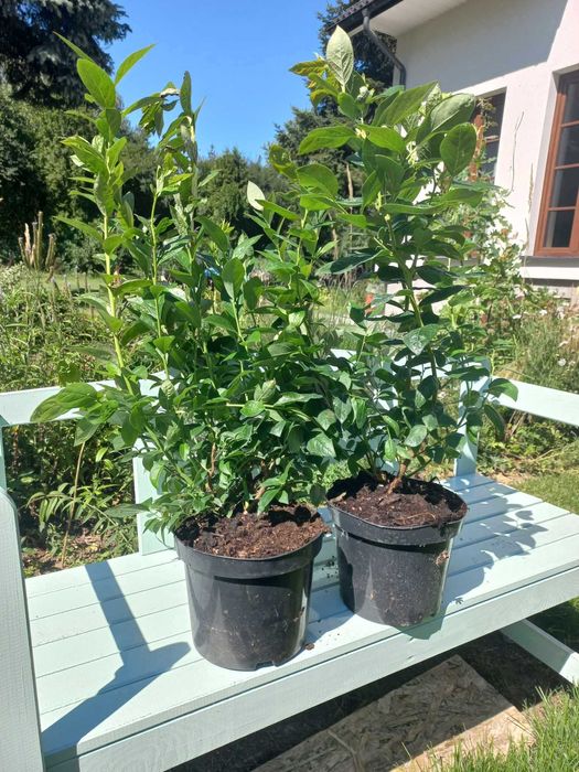 Borówka amerykańska sadzonki