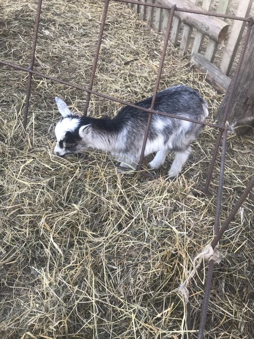 Кізочка молочної породи