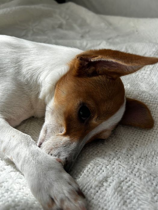 Порода Джек-Рассел 6 місяців