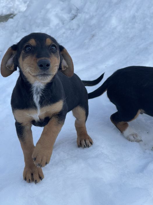 Цуценятя Такса / Фокстерєр (кобель і самка)