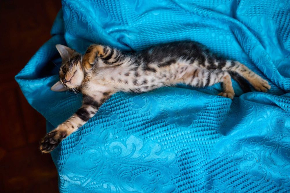Элитные бенгалы в серебре