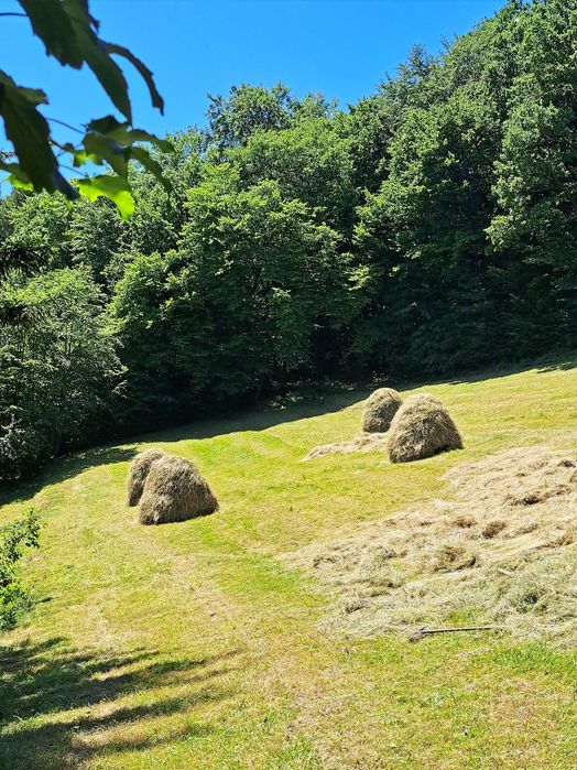 Siano małe  bale . Bele tradycyjnie suszone