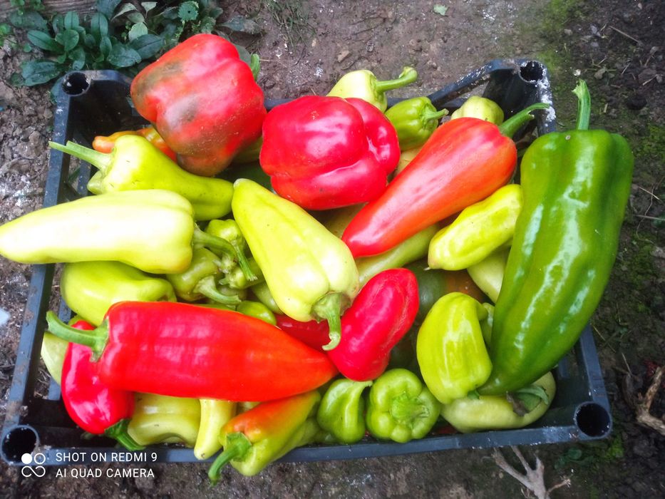 Oddam miejsce pod zrębki, eko pod warzywa, ZA DARMO,Ochojno k. Krakowa