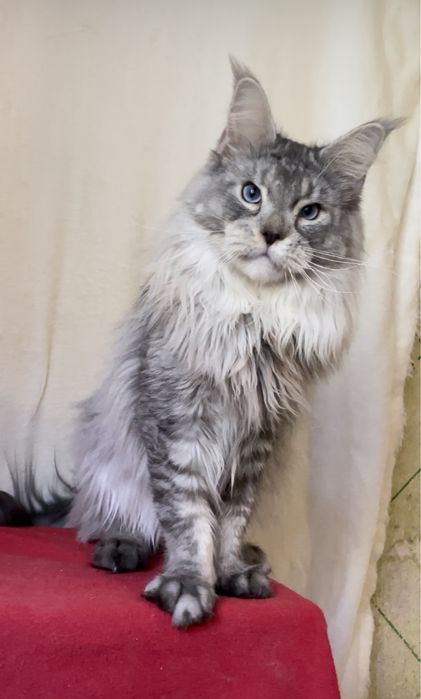 Голубоглазый мейн кун.