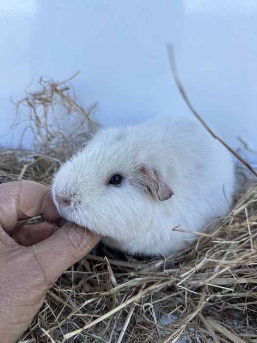 Us teddy, várias cores