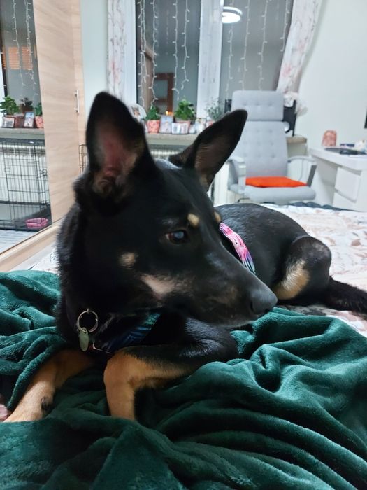 Dakota - super sunia do adopcji