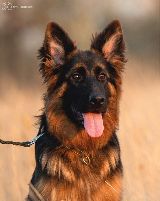 Німецька вівчарка д/ш