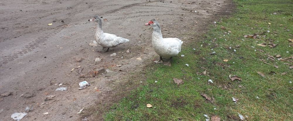 Продаються мускусні індокачки!