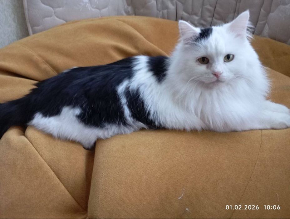 Котик Мішель шукає сімʼю! Вік ~ 1,5р. Волонтерський