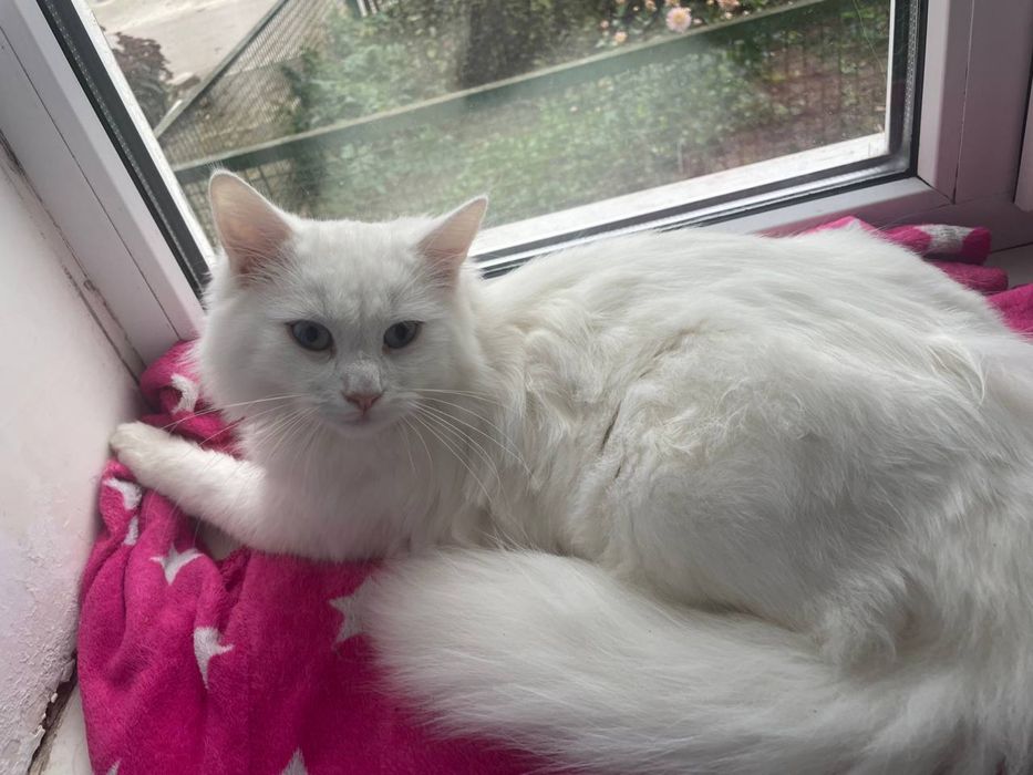 Отдам кота в хорошие руки