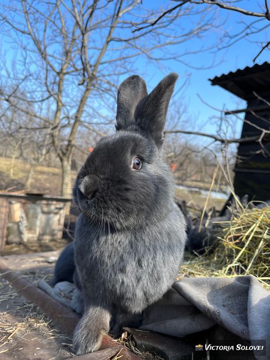 Кролики породи віденський блакитний