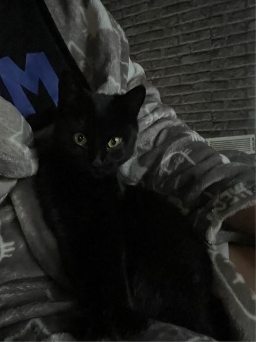 Котики, найкращі котики у світі