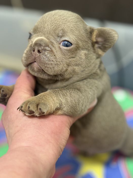 Найкрасивіший малючок товстун