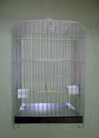 Troco Ring Neck verdes