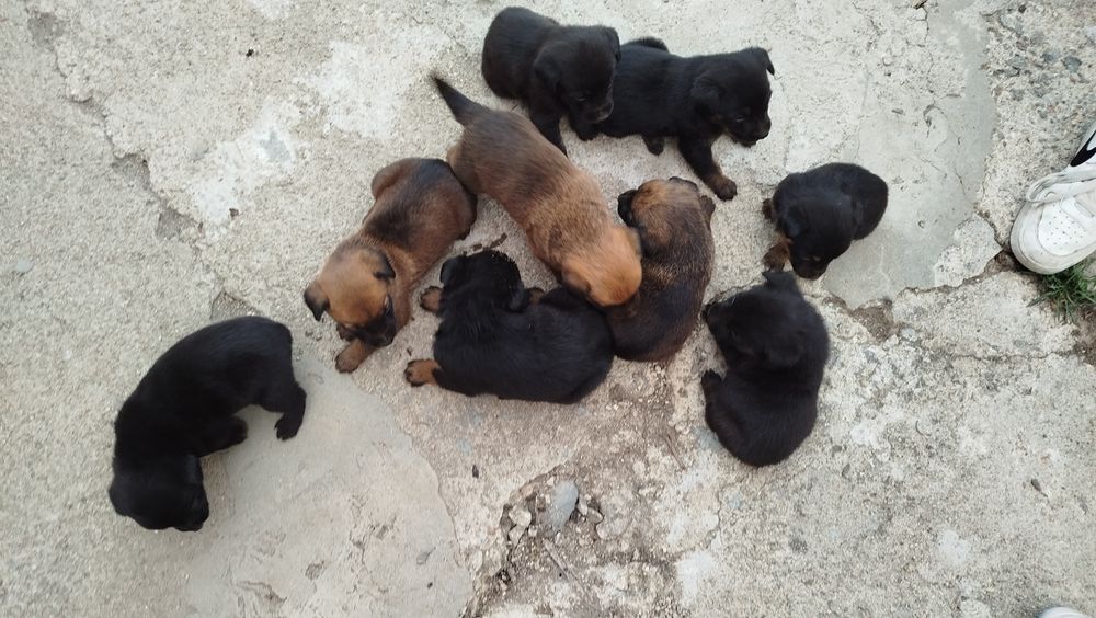 Dou cães  com 1 mês