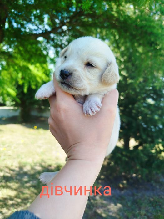 Безкоштовно цуценята!!!