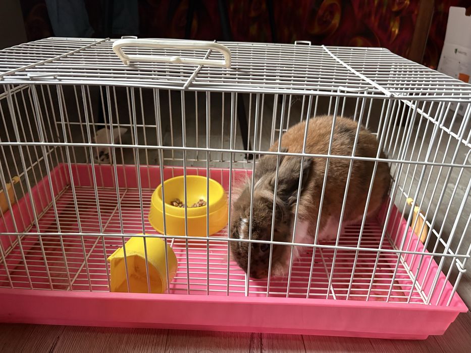 Декоративний кролик