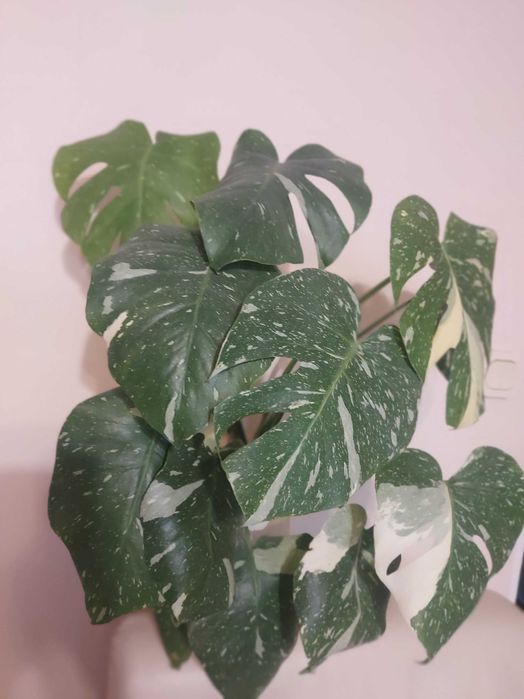 Monstera thai kolekcjonerska