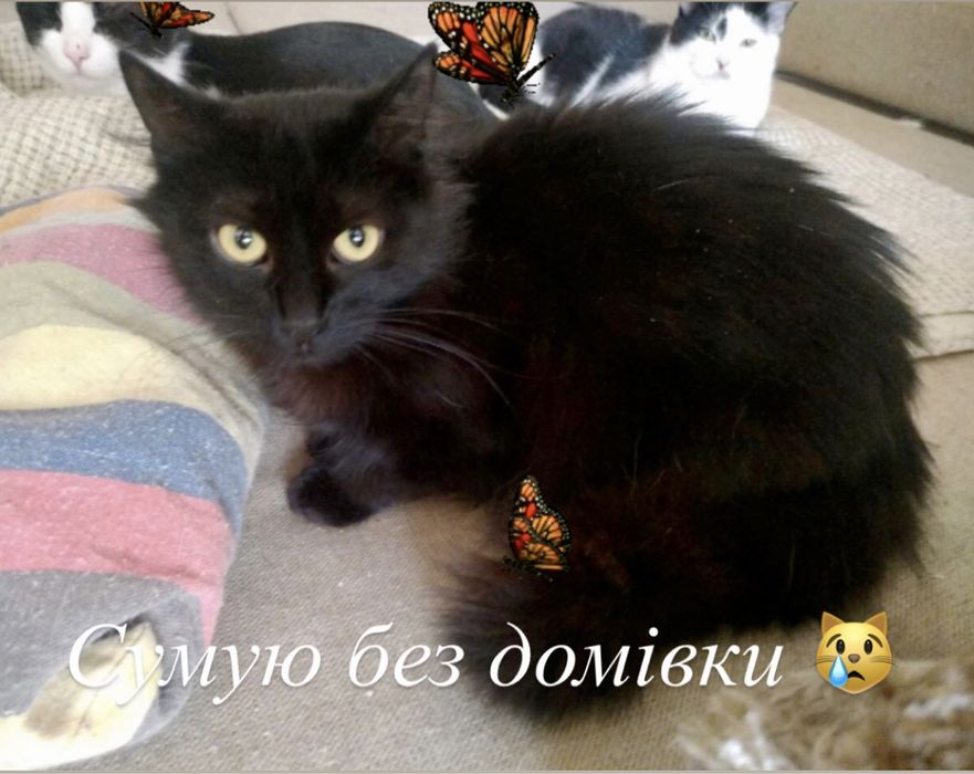 Пухнаста красуня чекає на своіх мам і тат