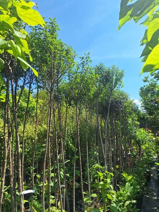 Klon palmowy,katalpa nana, akacja  wiśnia klon formy kuliste.