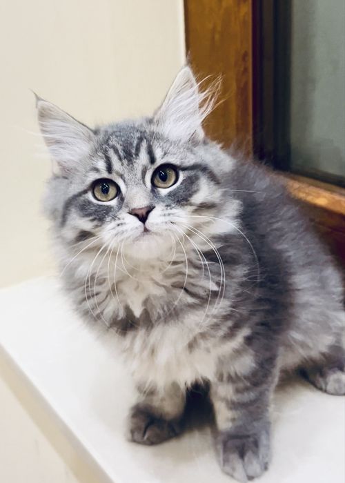 Kotka Syberyjska gotow na zmnię domu