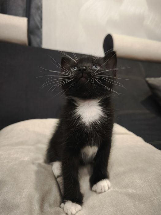 Котенок мальчик чёрно-белый 1 месяц  кошеня кошенятко