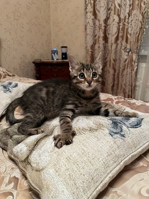 Чудовий хлопчик, вік 3-4 місяці