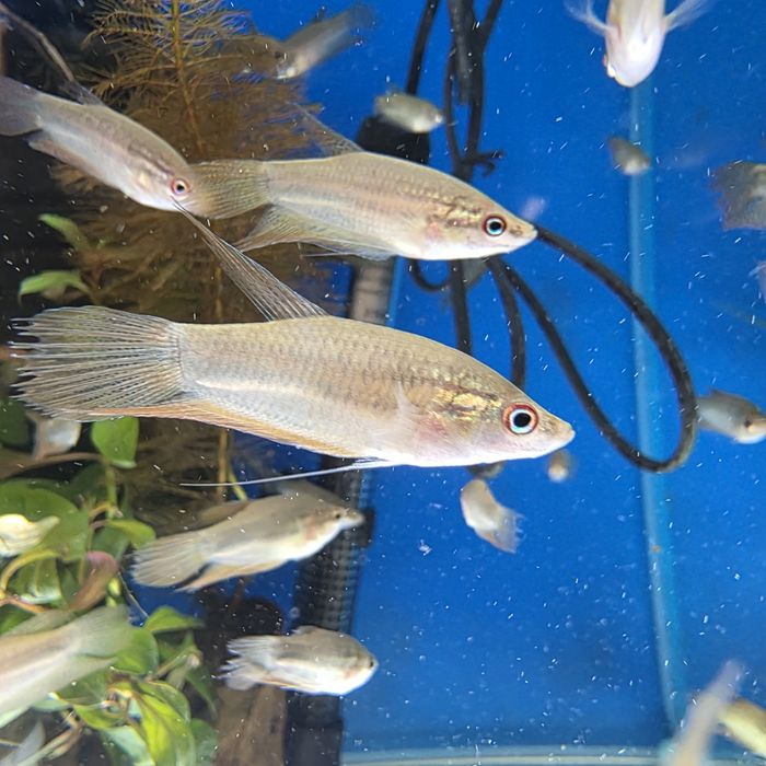 Skrzeczyk PRĘGOWANY, Rybki akwariowe