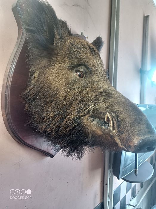 Продам чучело кабана