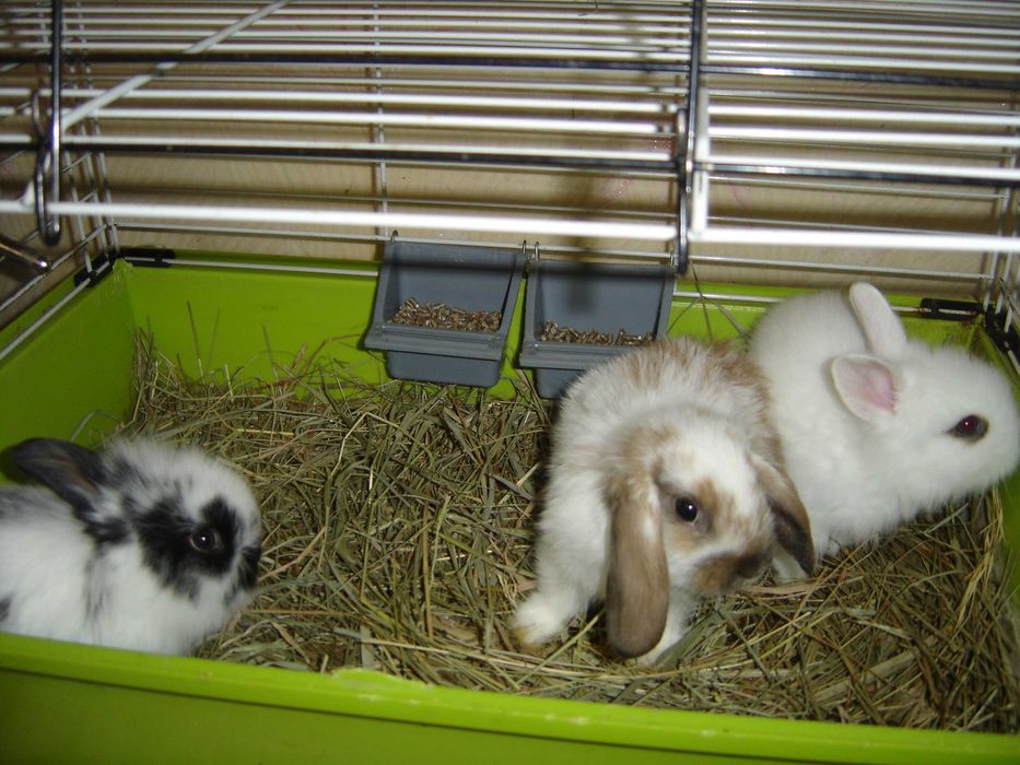 КРОЛИКИ - МИНИ. Детки. Разные. есть КЛЕТКИ. Находятся В ОДЕССЕ.