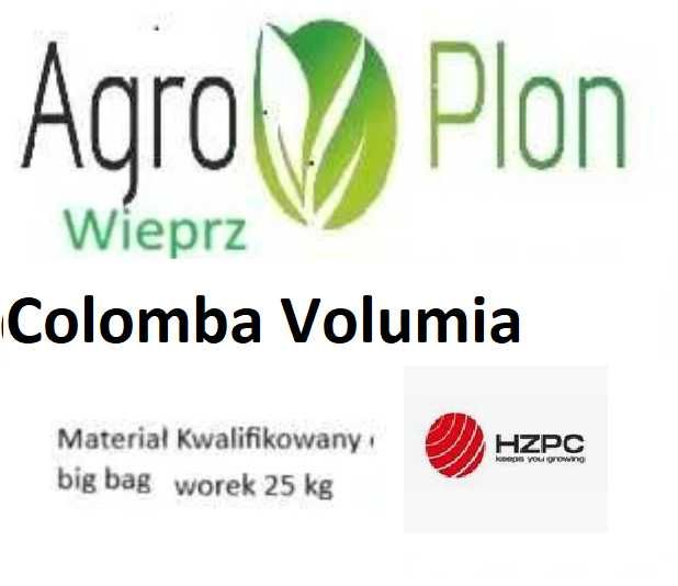 Sadzeniaki ziemniaka Colomba Baltic Rose Colombo sadzeniaki kwalifikat