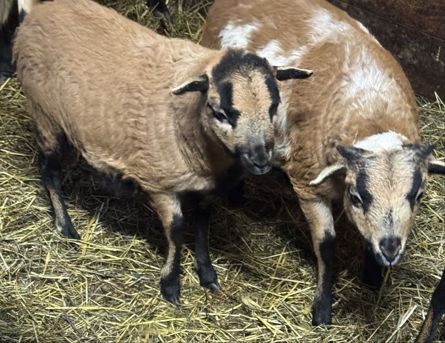 Barany i owce kameruńskie