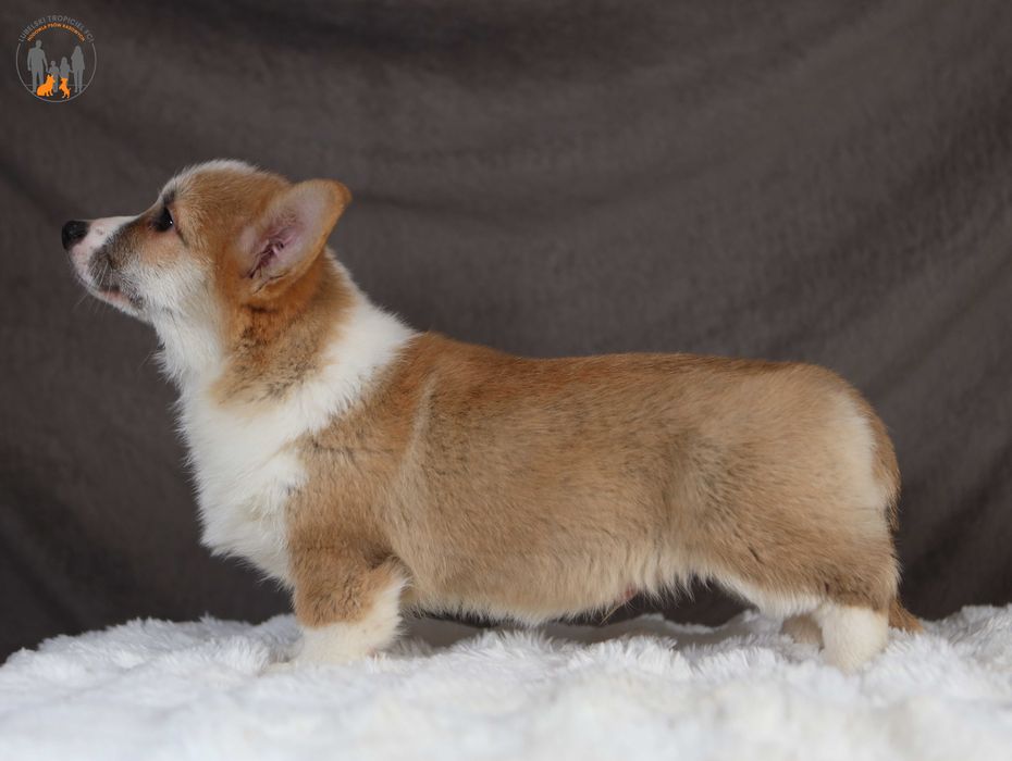 Welsh Corgi Pembroke ZKwP FCI  piesek po CH.PL