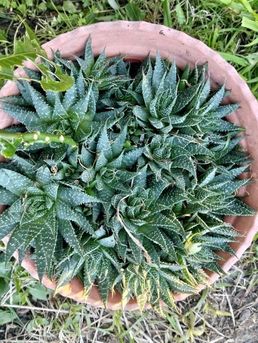 Plantas ornamentais e suculentas