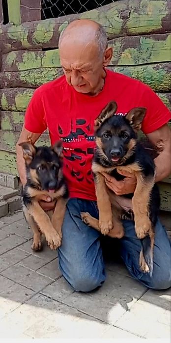 Питомник предлогает щенков