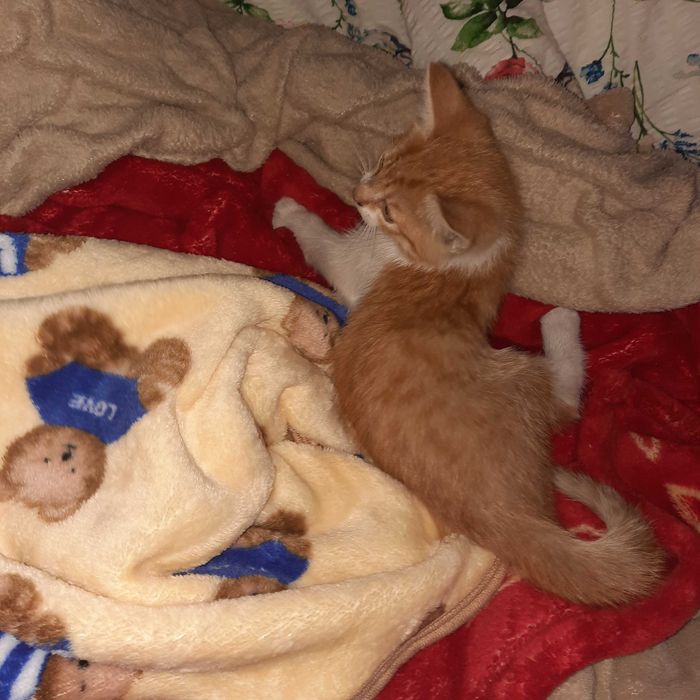 Zwierze do adopcji