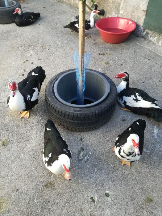 OVOS de pata Frescos Para chocadeiras...