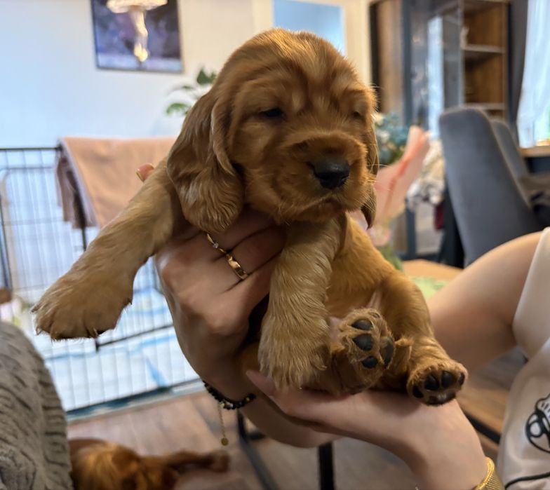 Cocker Spaniel Angielski - piesek