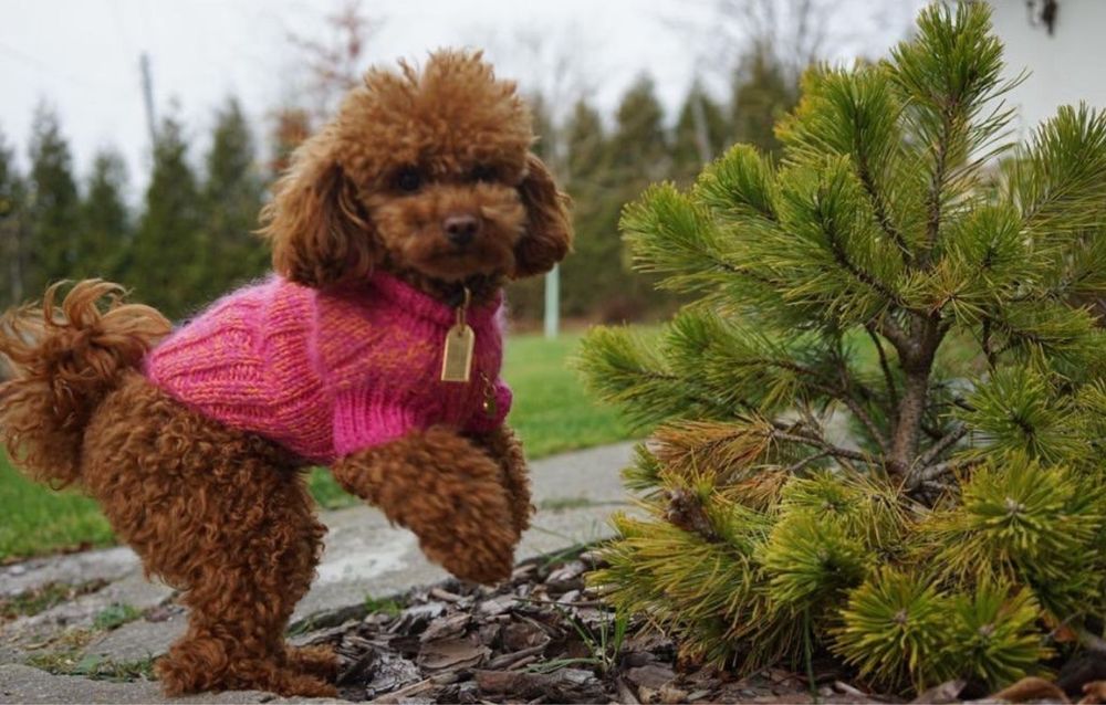 Pudel Toy - reproduktor z badaniami genetycznymi + zdrowia