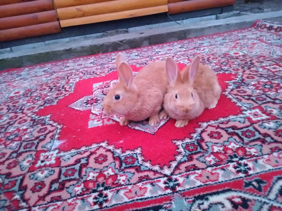 Продаються кролі